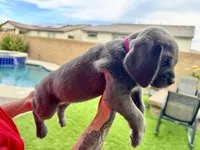 Hot pink, a female Cane Corso and Weimaraner for sale in Las Vegas, NV – Photo 2 of 9