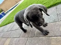 Hot pink, a female Cane Corso and Weimaraner for sale in Las Vegas, NV – Photo 6 of 9