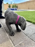 Hot pink, a female Cane Corso and Weimaraner for sale in Las Vegas, NV – Photo 8 of 9