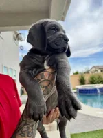 Hot pink, a female Cane Corso and Weimaraner for sale in Las Vegas, NV – Photo 5 of 9