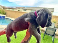 Hot pink, a female Cane Corso and Weimaraner for sale in Las Vegas, NV – Photo 3 of 9
