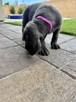 Hot pink, a female Cane Corso and Weimaraner for sale in Las Vegas, NV – Photo 9 of 9