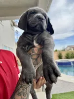 Hot pink, a female Cane Corso and Weimaraner for sale in Las Vegas, NV – Photo 4 of 9