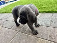 Hot pink, a female Cane Corso and Weimaraner for sale in Las Vegas, NV – Photo 7 of 9