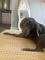 Hot pink, a female Cane Corso and Weimaraner for sale in Las Vegas, NV – 3 of 10