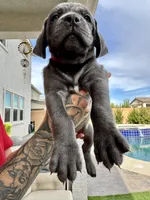 Red, a male Cane Corso and Weimaraner for sale in Las Vegas, NV – Photo 2 of 10