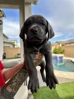 Red, a male Cane Corso and Weimaraner for sale in Las Vegas, NV – Photo 3 of 10