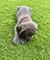 Red, a male Cane Corso and Weimaraner for sale in Las Vegas, NV – Photo 8 of 10