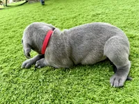 Red, a male Cane Corso and Weimaraner for sale in Las Vegas, NV – Photo 9 of 10