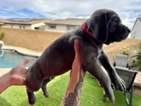 Red, a male Cane Corso and Weimaraner for sale in Las Vegas, NV – Photo 4 of 10