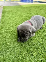 Red, a male Cane Corso and Weimaraner for sale in Las Vegas, NV – Photo 7 of 10