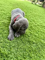 Red, a male Cane Corso and Weimaraner for sale in Las Vegas, NV – Photo 10 of 10