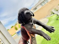 Red, a male Cane Corso and Weimaraner for sale in Las Vegas, NV – Photo 5 of 10