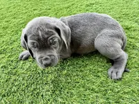 Red, a male Cane Corso and Weimaraner for sale in Las Vegas, NV – Photo 6 of 10