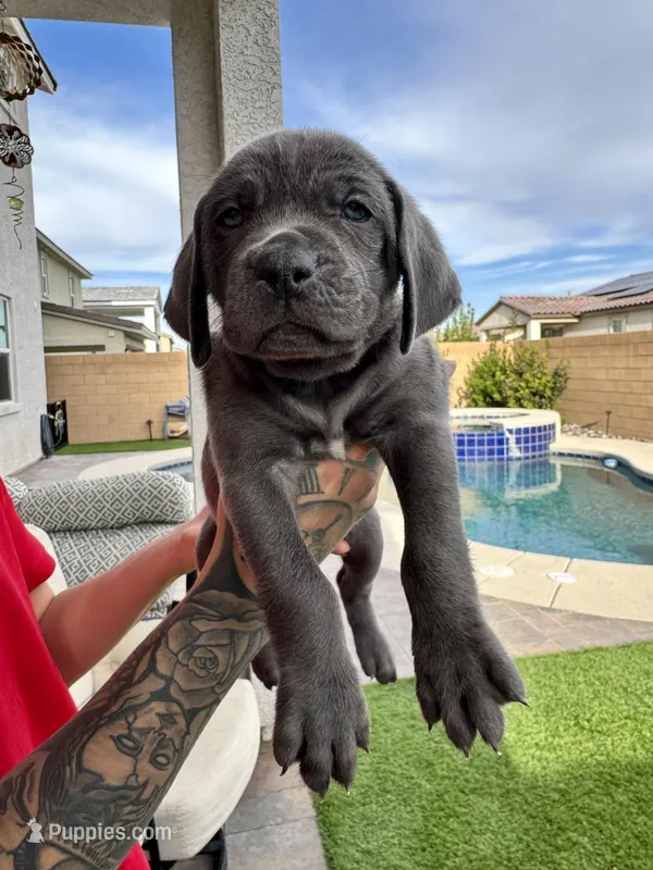Red – Cane Corso, Weimaraner puppy for sale in Las Vegas, NV