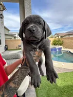 Red, a male Cane Corso and Weimaraner for sale in Las Vegas, NV – Photo 1 of 10