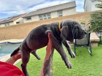 Yellow, a male Cane Corso and Weimaraner for sale in Las Vegas, NV – Photo 5 of 9