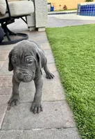 Yellow, a male Cane Corso and Weimaraner for sale in Las Vegas, NV – Photo 4 of 9