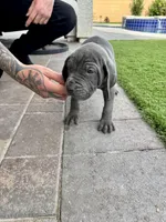 Yellow, a male Cane Corso and Weimaraner for sale in Las Vegas, NV – Photo 6 of 9
