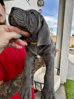 Yellow, a male Cane Corso and Weimaraner for sale in Las Vegas, NV – Photo 3 of 9