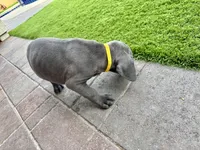 Yellow, a male Cane Corso and Weimaraner for sale in Las Vegas, NV – Photo 9 of 9