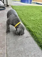 Yellow, a male Cane Corso and Weimaraner for sale in Las Vegas, NV – Photo 8 of 9