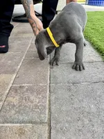 Yellow, a male Cane Corso and Weimaraner for sale in Las Vegas, NV – Photo 7 of 9