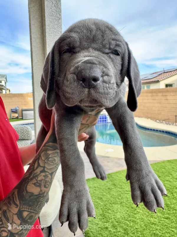 Yellow – Cane Corso, Weimaraner puppy for sale in Las Vegas, NV