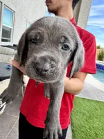 Dark green, a male Cane Corso and Weimaraner for sale in Las Vegas, NV – Photo 2 of 5