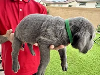 Dark green, a male Cane Corso and Weimaraner for sale in Las Vegas, NV – Photo 3 of 5