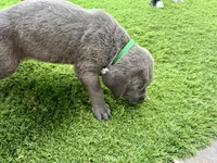 Dark green, a male Cane Corso and Weimaraner for sale in Las Vegas, NV – Photo 5 of 5