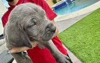 Dark green, a male Cane Corso and Weimaraner for sale in Las Vegas, NV – Photo 1 of 5