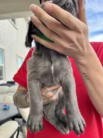 Dark green, a male Cane Corso and Weimaraner for sale in Las Vegas, NV – Photo 4 of 5