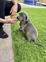 Neon green, a male Cane Corso and Weimaraner for sale in Las Vegas, NV – Photo 10 of 10