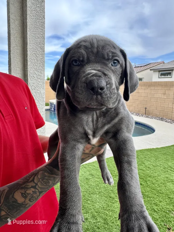 Neon green – Cane Corso, Weimaraner puppy for sale in Las Vegas, NV