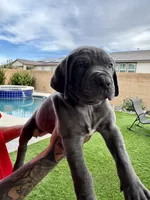 Neon green, a male Cane Corso and Weimaraner for sale in Las Vegas, NV – Photo 2 of 10