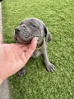 Neon green, a male Cane Corso and Weimaraner for sale in Las Vegas, NV – Photo 5 of 10