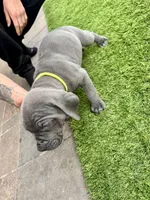 Neon green, a male Cane Corso and Weimaraner for sale in Las Vegas, NV – Photo 6 of 10