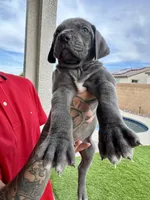 Neon green, a male Cane Corso and Weimaraner for sale in Las Vegas, NV – Photo 3 of 10