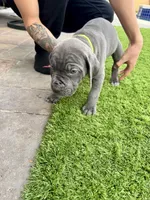 Neon green, a male Cane Corso and Weimaraner for sale in Las Vegas, NV – Photo 8 of 10
