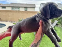 Neon green, a male Cane Corso and Weimaraner for sale in Las Vegas, NV – Photo 4 of 10