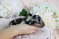 Vi, a female Miniature Dachshund for sale in Rock Valley, IA – Photo 4 of 5