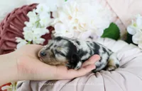 Vi, a female Miniature Dachshund for sale in Rock Valley, IA – Photo 3 of 5