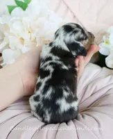 Vi, a female Miniature Dachshund for sale in Rock Valley, IA – Photo 5 of 5