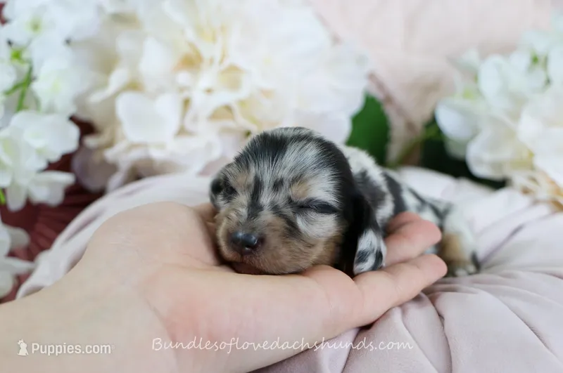 Vi – Miniature Dachshund puppy for sale in Rock Valley, IA