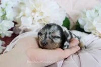 Vi, a female Miniature Dachshund for sale in Rock Valley, IA – Photo 1 of 5