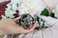 Vi, a female Miniature Dachshund for sale in Rock Valley, IA – Photo 2 of 5