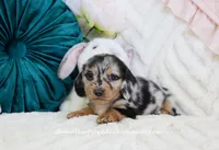 Vi, a female Miniature Dachshund for sale in Rock Valley, IA – Photo 2 of 4