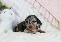 Vi, a female Miniature Dachshund for sale in Rock Valley, IA – Photo 3 of 4