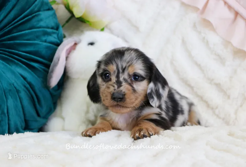 Vi – Miniature Dachshund puppy for sale in Rock Valley, IA